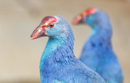 Two blue birds with red beaks and red eyes. One is looking at the camera. The birds are standing close to each otherの写真素材