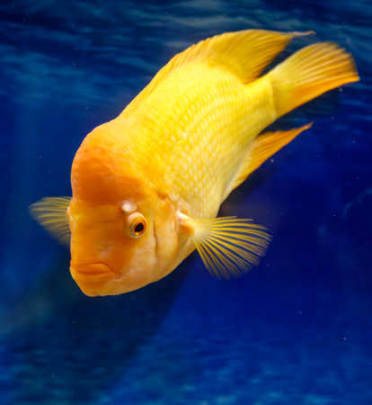 A yellow fish is swimming in a blue tank. The fish is looking at the camera. The image has a calm and peaceful moodの写真素材