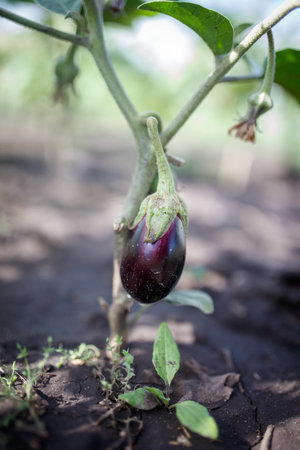 A purple eggplant is hanging from a plant. The plant is surrounded by dirt and grass. The eggplant...