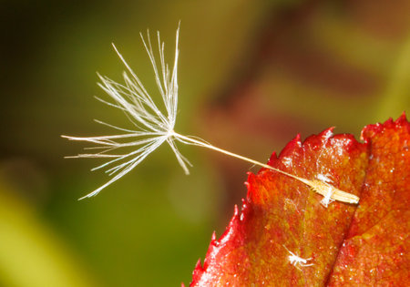 A small white flower with a stem is on a leaf. The flower is very small and the leaf is redの写真素材