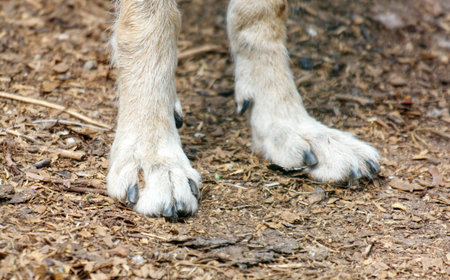 A dog's paw is shown with its claws visible. The paw is on a dirt ground with some leaves and twigs
