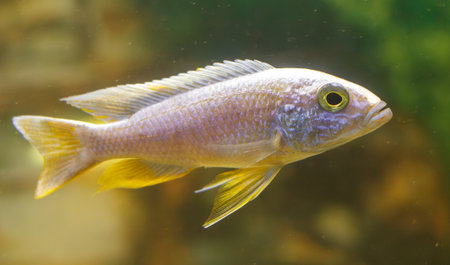 A fish is swimming in a tank. The fish is brown and has a yellow tail. The tank is filled with water...