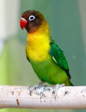 A green and yellow bird is perched on a wooden branch. The bird has a red beak and is looking to the rightの写真素材