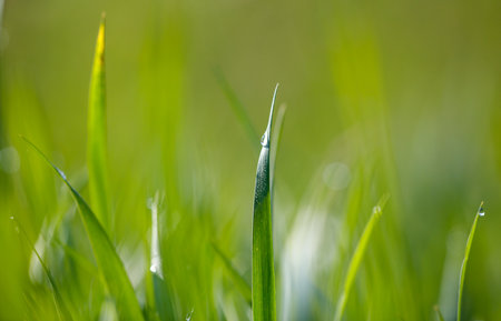 A plant stem in nature. Macroの写真素材