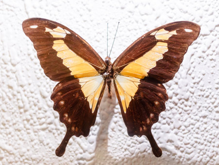 A butterfly with brown and white wings is sitting on a white wall. The butterfly is the only thing visible in the imageの写真素材