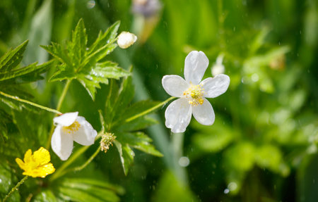 A white flower with green leaves is in a field of green grass. The flower is surrounded by other flowers and leaves, creating a beautiful and peaceful sceneの写真素材