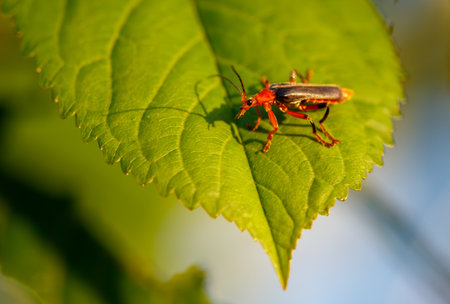 A bug is on a leaf. The leaf is green. The bug is brown
