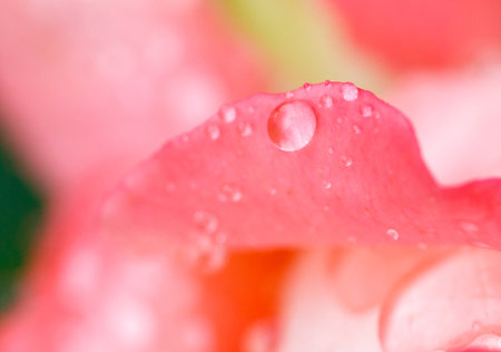 A close up of a pink flower with raindrops on it. Concept of beauty and tranquility, as the delicate petals of the flower are highlighted by the raindropsの写真素材