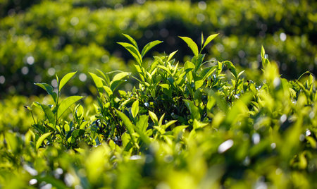 Close-up of bright green colored green Ceylon tea leaves. The leaves are full and healthy, and the plant is thriving.の写真素材