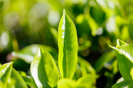 Close-up of bright green colored green Ceylon tea leaves. The leaves are full and healthy, and the plant is thriving.の写真素材