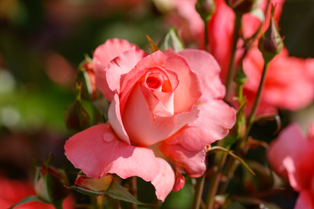 A pink rose with a red center is the main focus of the image. The rose is surrounded by green leaves, which add a touch of color and contrast to the sceneの写真素材