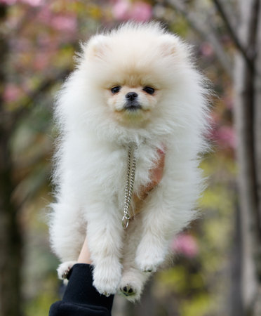 A cute white pomeranian puppy is being held by a person. The puppy has a silver chain around its neckの写真素材
