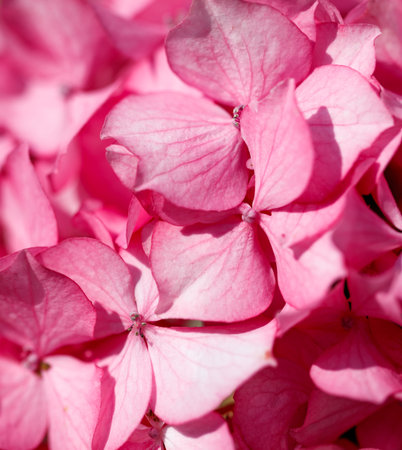 A close up of a pink flower with a white center. The flower is very detailed and the colors are vibrantの写真素材