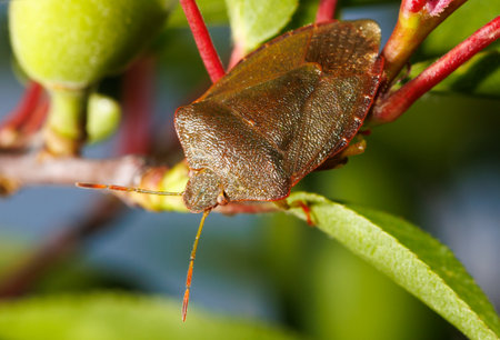 A bug is sitting on a leaf. The bug is brown and has a long antennae. The leaf is green and has a stemの写真素材