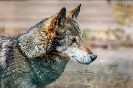 A wolf is standing in front of a body of water. The wolf has a brown and black coat and a white snoutの写真素材