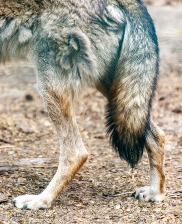 A dog's tail is curled up and its legs are spread apart. The image has a calm and peaceful mood