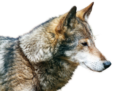 A wolf is staring at the camera with its mouth open. The wolf has a brown and gray coatの写真素材