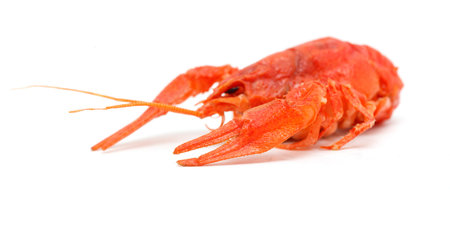 A close up of a large red crab. The crab is sitting on a white background. The crab is large and has a long tailの写真素材