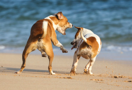 Two dogs are playing on the beach, one of them is brown and white. The other one is brown and white...