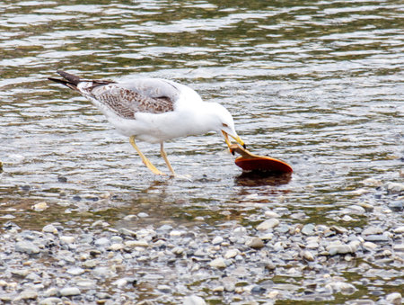A seagull is eating a fish in a body of water. The water is murky and the seagull is standing on a rocky shoreの写真素材