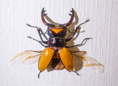 A large insect with orange and black wings is sitting on a white wall. The insect has a large head and antennaeの写真素材