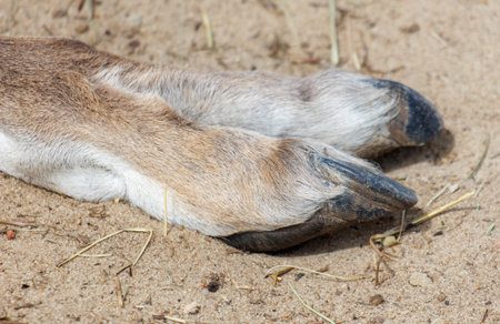 A foot with a hoof on the ground. The hoof is black and white. The foot is on a sandy surfaceの写真素材