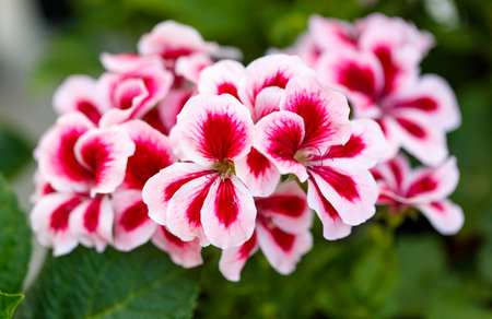A bunch of pink and white flowers with red spots. The flowers are very pretty and colorfulの写真素材