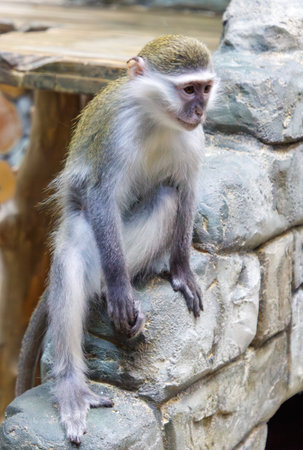 A monkey is sitting on a rock. The monkey is looking at the camera. The rock is gray and has a rough textureの写真素材
