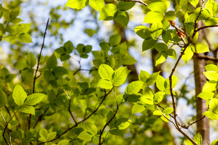 A tree with green leaves is in full bloom. The leaves are large and spread out, creating a sense of abundance and growth. The sunlight shining through the leaves adds a warmの写真素材