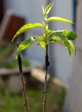 A small tree with green leaves is growing in a garden. The leaves are shiny and the tree is surrounded by a fenceの写真素材