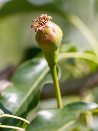 Small pears on a tree in spring. Close-up.の写真素材