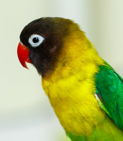 A yellow and green parrot with a red beak. The bird is looking at the cameraの写真素材