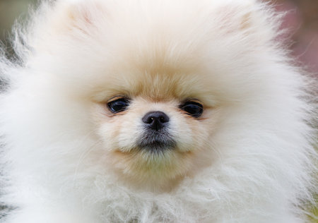 A cute white pomeranian puppy with a fluffy coat. The puppy has a curious expression on its faceの写真素材
