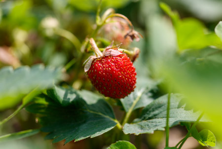 A red strawberry is sitting on a leaf. The leaf is green and the strawberry is ripe. Concept of freshness and natural beautyの写真素材