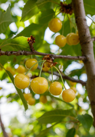 A tree with many ripe cherries hanging from it. The cherries are yellow and appear to be ready to be pickedの写真素材