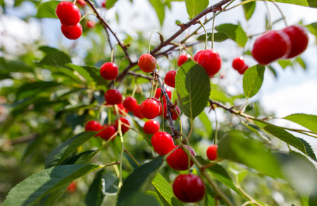 A bunch of red cherries hanging from a tree. The cherries are ripe and ready to be pickedの写真素材