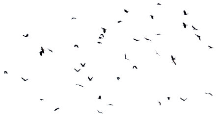 Group of flying birds isolated on white background. Birds are black and white. The image has a calm and peaceful mood.の写真素材