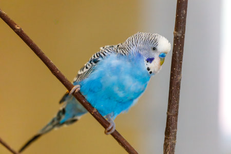 A blue and white bird is perched on a branch. The bird is looking at the cameraの写真素材