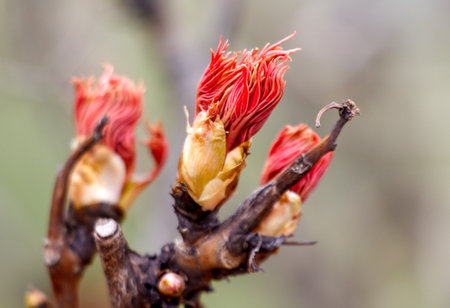 A branch with three red flowers on it. The flowers are in various stages of bloom, with some still closed and others already open. Scene is one of growth and renewalの写真素材