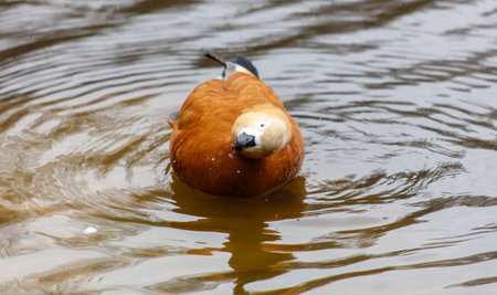 A duck is swimming in a pond. The duck is brown and has a white beak. The water is calm and the duck is looking at the cameraの写真素材