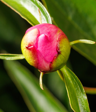 A small, green and pink flower bud. The bud is on a leaf and is surrounded by a green stemの写真素材