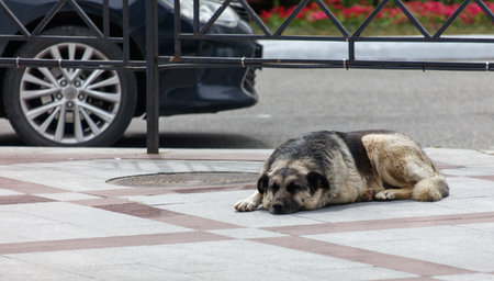 A large dog is laying on the sidewalk next to a car. The dog appears to be tired and is not movingの写真素材