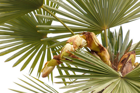A palm tree with green leaves and brown fruit. The leaves are long and the fruit is ripeの写真素材