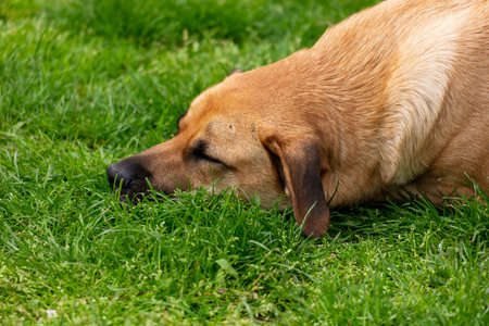 A dog is sleeping on the grass. The dog is brown and has a brown nose. The grass is green and the dog is laying on itの写真素材