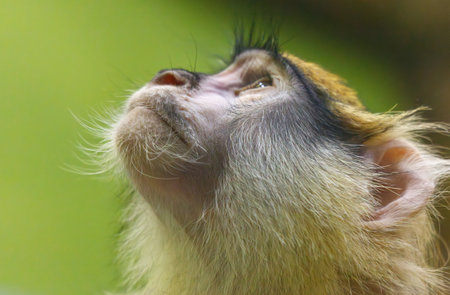 A monkey with a long nose and a long furry tail. The monkey is looking up at somethingの写真素材