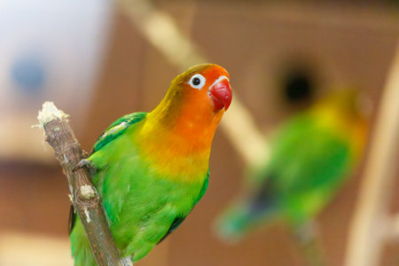 A green and yellow bird is perched on a branch. The bird is looking at the camera. The image has a...