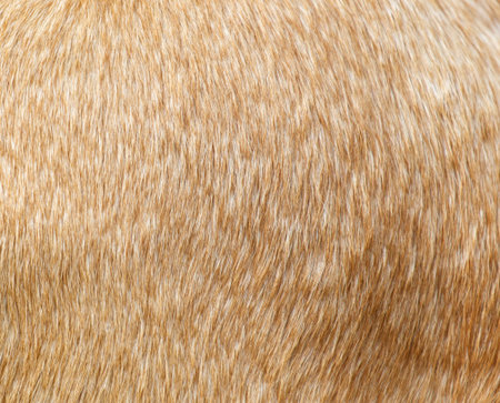 The fur of a tan animal is shown in detail. The fur is coarse and has a rough textureの写真素材