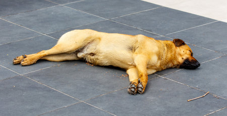A dog is laying on the ground with its paws up. The dog is brown and white. The dog is laying on a tile floorの写真素材