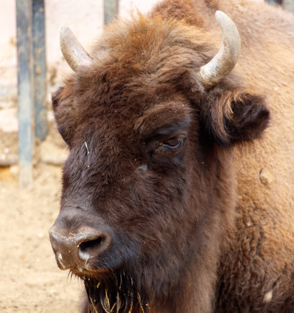 A brown buffalo with horns is standing in a dirt field. The buffalo has a curious look on its face