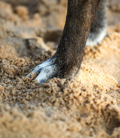 A dog's paw is in the sand, with the sand being a light brown color. The paw is partially visible, and the sand is covering the rest of the pawの写真素材